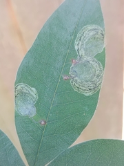 Leucoptera laburnella