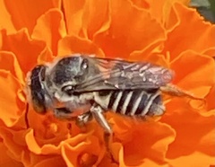 Megachile texana