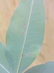 Leucoptera laburnella