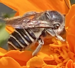 Megachile texana
