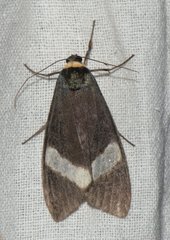 Macrobrochis albifascia