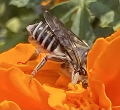 Megachile texana