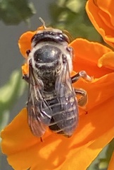 Megachile texana