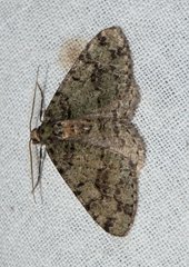 Myrioblephara duplexa