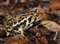 Anaxyrus americanus copei