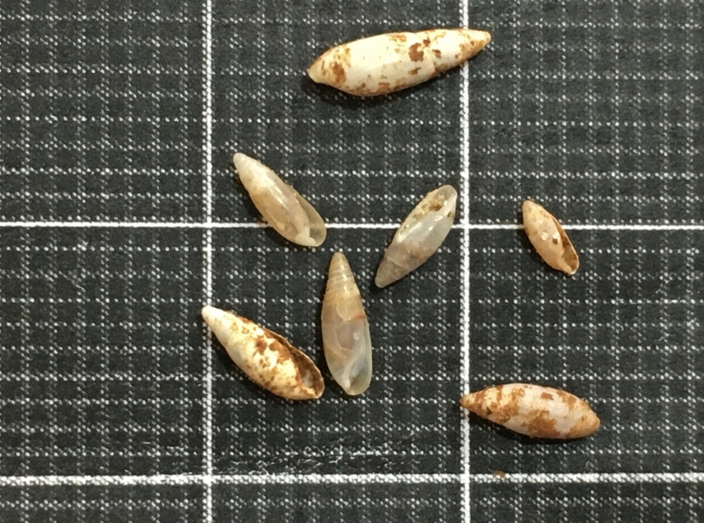 Cecilioides genezarethensis