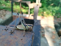 Eupholidoptera smyrnensis