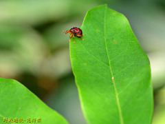 Agomadaranus pardaloides