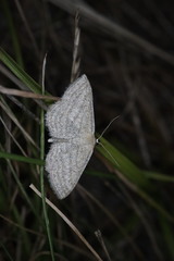 Scopula virgulata