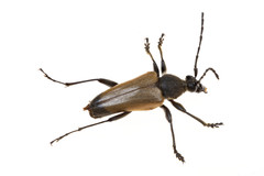 Trigonarthris proxima