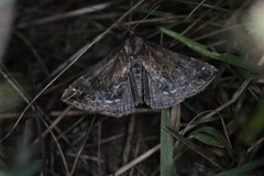 Hypena crassalis