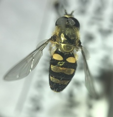 Eupeodes latifasciatus