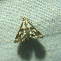 Chrysendeton imitabilis