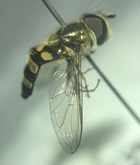 Eupeodes latifasciatus