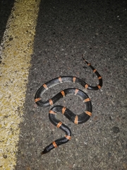 Rhinocheilus antonii