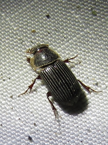 Martineziana dutertrei photo 2