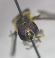Eupeodes latifasciatus