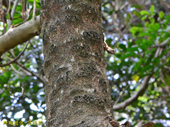 Diploderma swinhonis