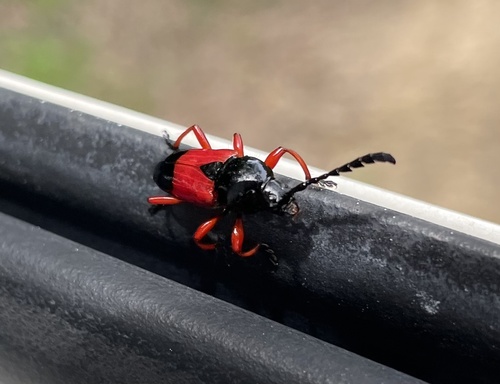 Lissonotus corallinus image