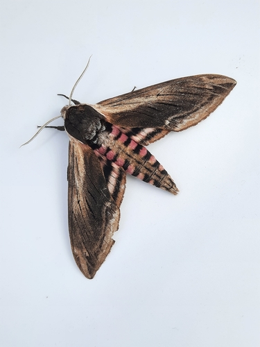 Privet hawk-moth