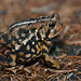 North American Toads - Photo (c) Josh Vandermeulen, some rights reserved (CC BY-NC-ND)