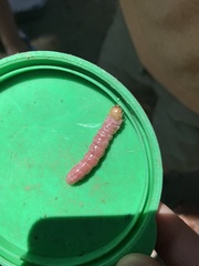 Litoprosopus coachella