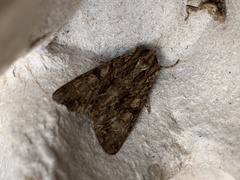 Noctuinae