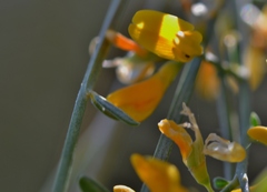 Gonocytisus angulatus