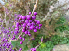 Callicarpa dichotoma