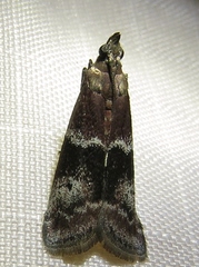 Moodna ostrinella