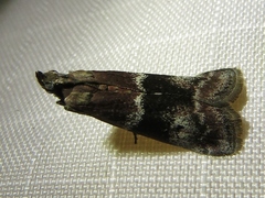 Moodna ostrinella
