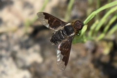 Hemipenthes morioides