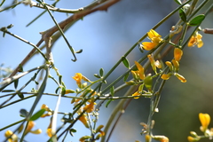 Gonocytisus angulatus