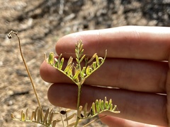 Astragalus schmolliae