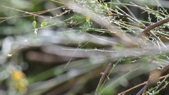 Gonocytisus angulatus