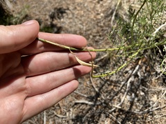Astragalus schmolliae
