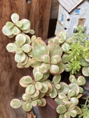 Magnoliopsida