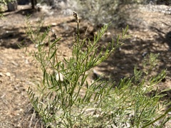 Astragalus schmolliae
