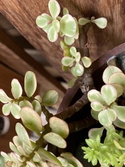 Magnoliopsida
