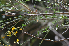 Gonocytisus angulatus