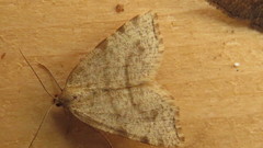 Macaria occiduaria