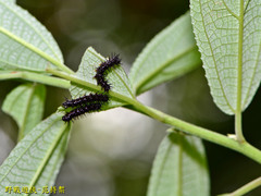 Symbrenthia lilaea formosanus