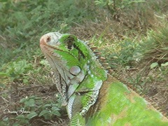 Iguana iguana