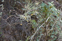 Gonocytisus angulatus