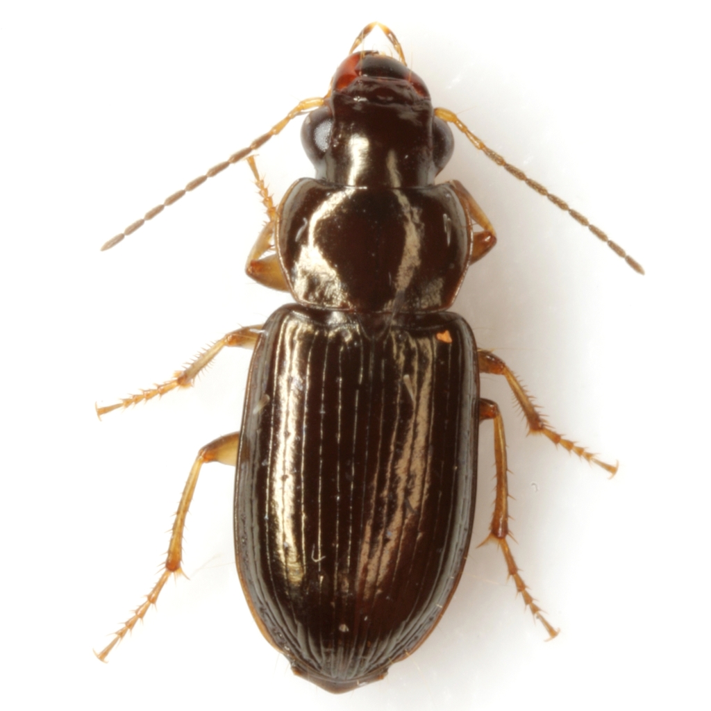 Selenophorus
