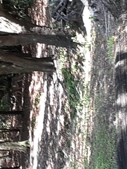Acinonyx