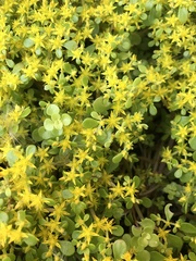 Sedum makinoi