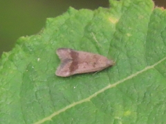 Anacampsis temerella