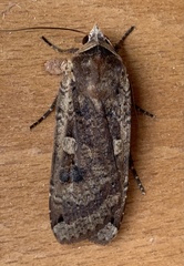 Noctua pronuba