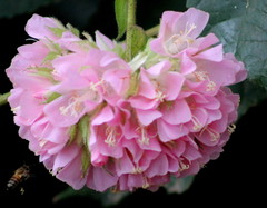 Dombeya × cayeuxii